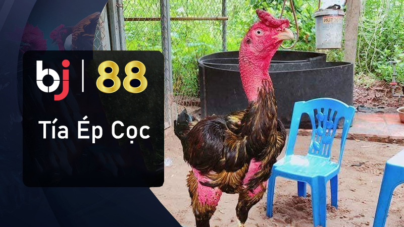 Gà chọi Tía Ép Cọc