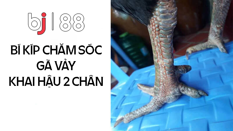 Bí kíp chăm sóc gà vảy khai hậu 2 chân