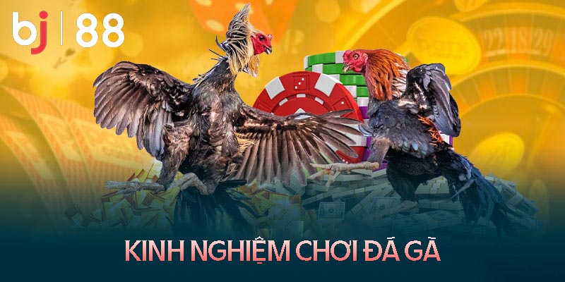 Kinh nghiệm chơi đá gà trực tuyến từ chuyên gia