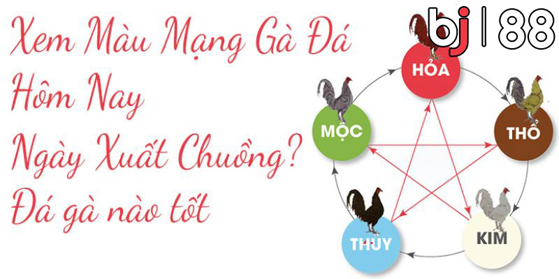 Tại sao nên xem màu mạng gà trước khi đá gà?