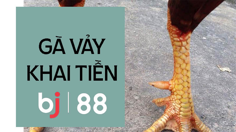 Thông tin về gà vảy khai tiền