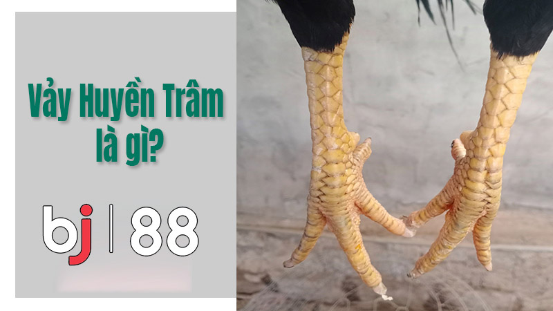 Vảy huyền trâm dưới cựa là gì?