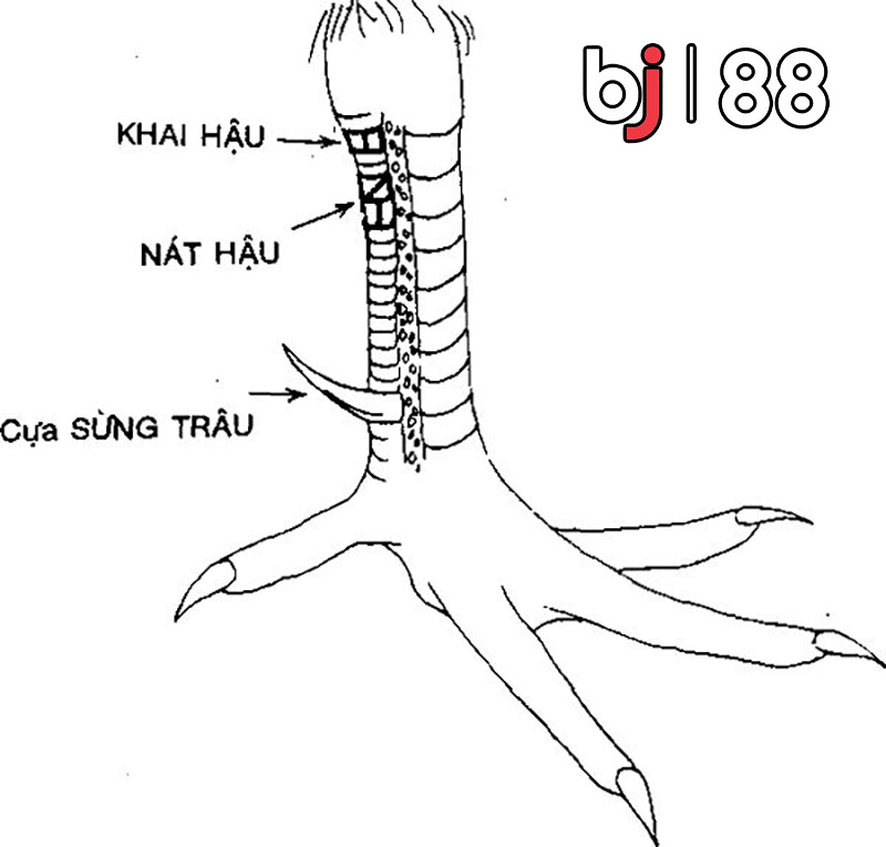 Vảy khai hậu là loại vảy gì?