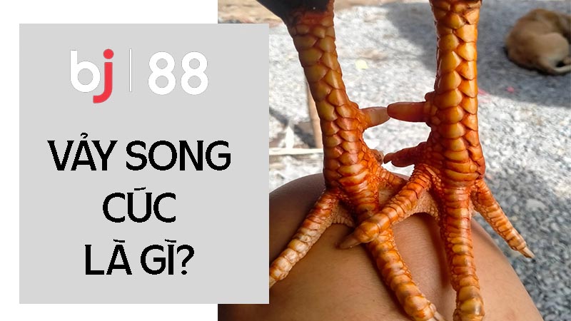 Vảy song cúc là gì?