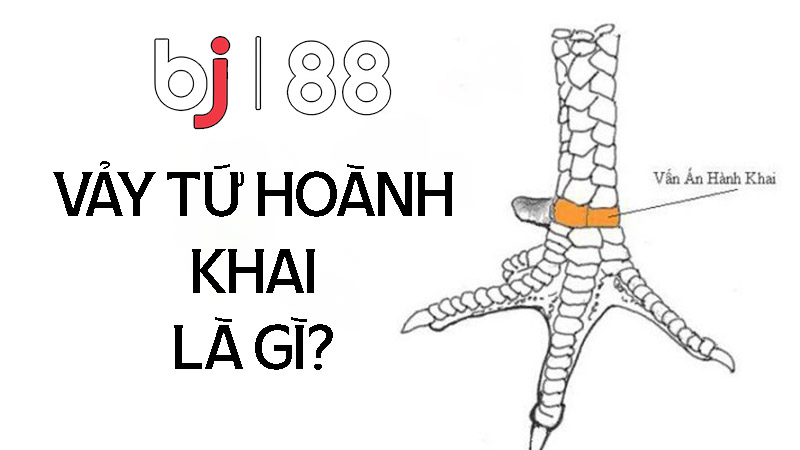 Vảy tứ hoành khai là vảy gì?