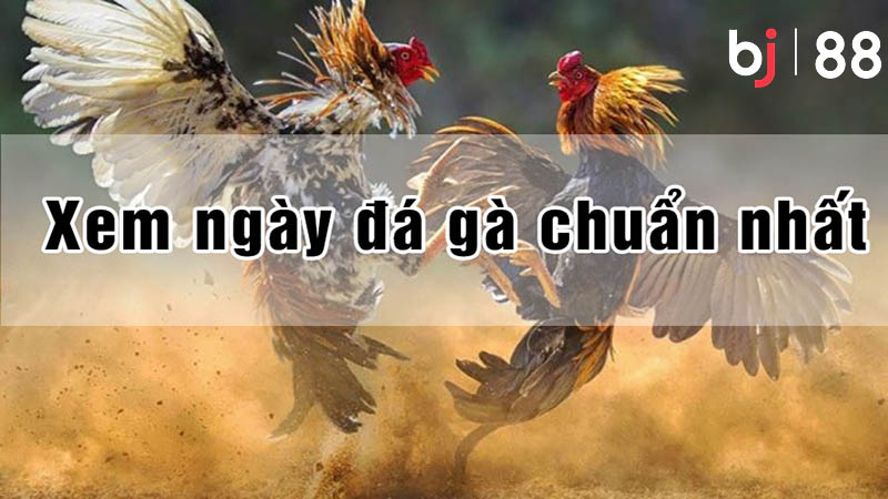 Ý nghĩa của việc xem ngày đá gà là gì?